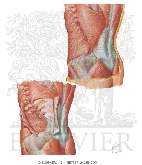 Posterolateral Abdominal Wall