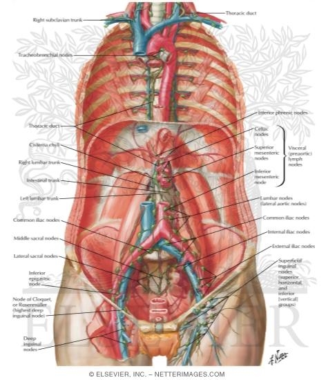 Lymph Vessels and Nodes of Posterior Abdominal Wall
