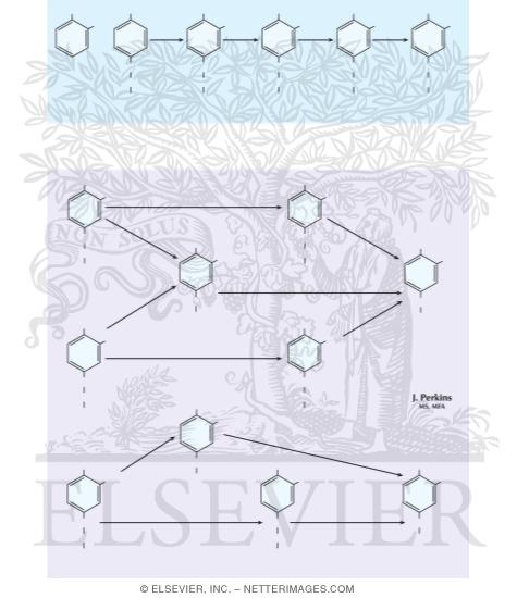 Watermarked preview of unlabeled image: Catecholamine Synthesis, Storage, Secretion, Metabolism, and Inactivation