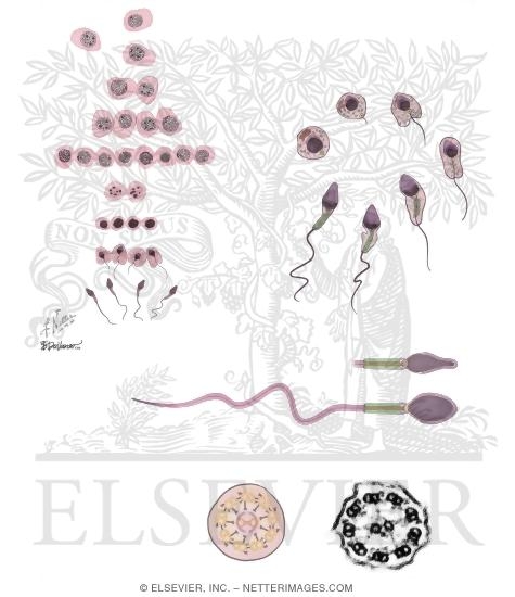Anatomy of a Sperm