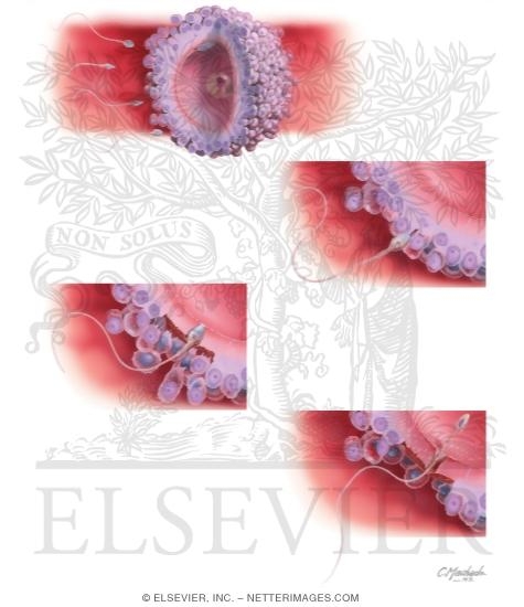 Watermarked preview of unlabeled image: Fertilization