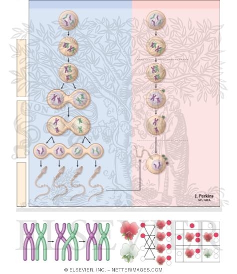 Watermarked preview of unlabeled image: Genetics of Reproduction