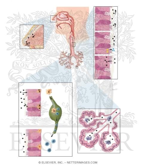 Watermarked preview of unlabeled image: Pulmonary Immunology: Lymphocytes, Mast Cells, Eosinophils, Neutrophils
