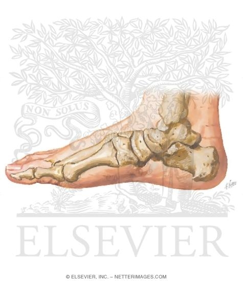 Watermarked preview of unlabeled image: Cross Section Reference Ankle: Axial - Coronal