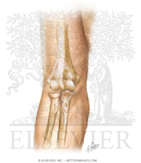 Cross Section Reference Elbow: Axial - Sagittal