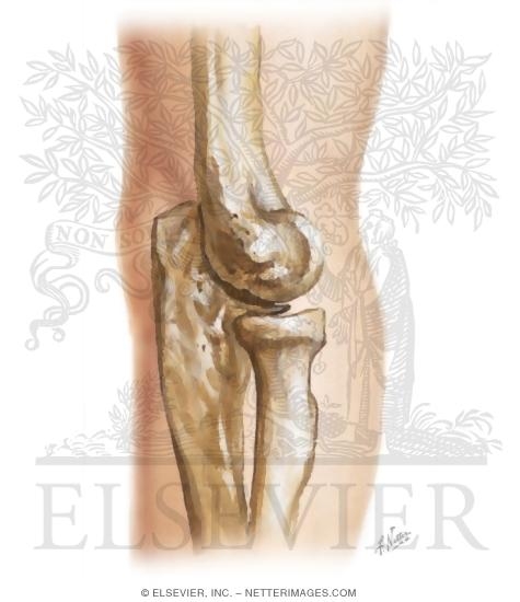 Cross Section Reference Elbow: Coronal