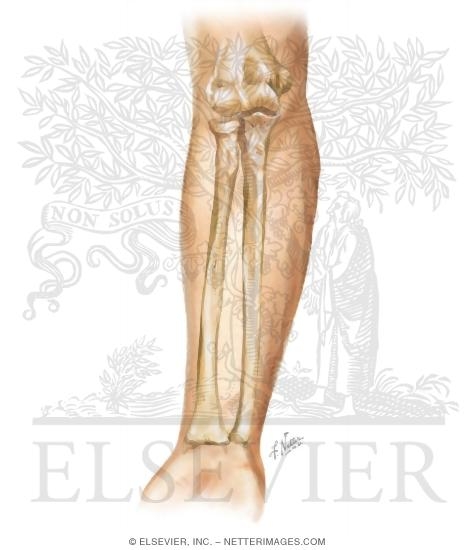 Cross Section Reference Forearm: Axial