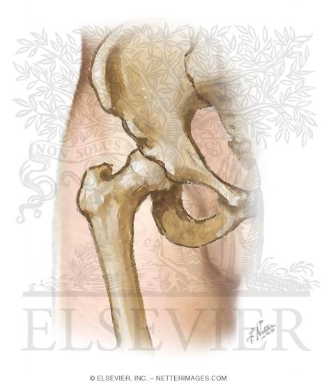 Watermarked preview of unlabeled image: Cross Section Reference Hip: Axial - Axial Oblique-Sagittal