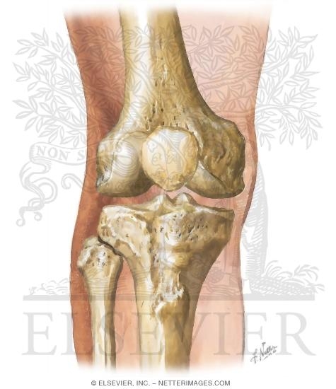 Cross Section Reference Knee: Axial - Sagittal