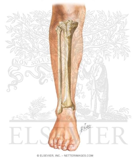 Watermarked preview of unlabeled image: Cross Section Reference Leg: Axial