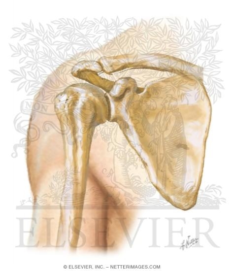 Cross Section Reference Shoulder: Axial