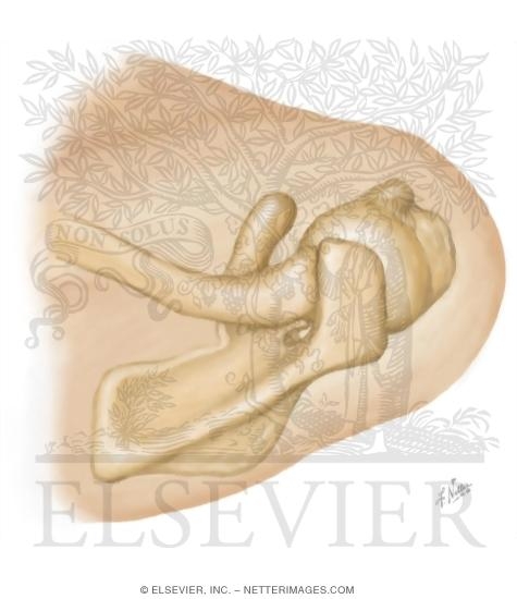 Watermarked preview of unlabeled image: Cross Section Reference Shoulder: Coronal - Sagittal