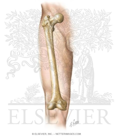Watermarked preview of unlabeled image: Cross Section Reference Thigh: Axial