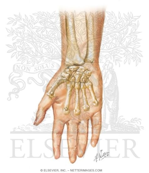 Watermarked preview of unlabeled image: Cross Section Reference Wrist: Axial - Sagittal