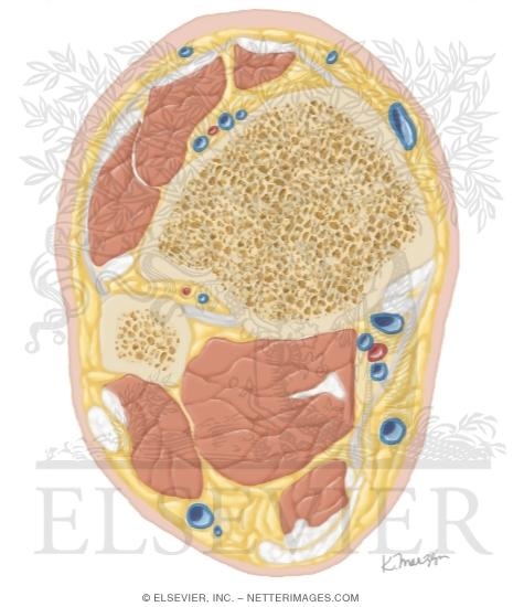 Watermarked preview of unlabeled image: Cross Section of the Ankle and Foot: Axial View