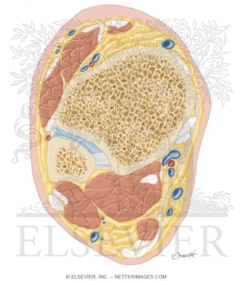 Watermarked preview of unlabeled image: Cross Section of the Ankle and Foot: Axial View