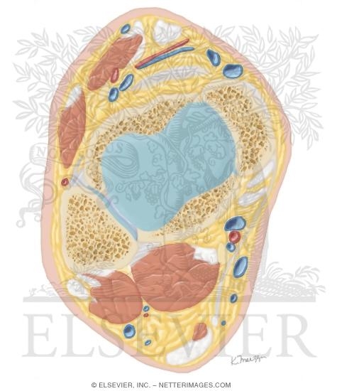 Cross Section of the Ankle and Foot: Axial View