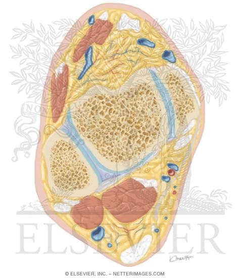 Watermarked preview of unlabeled image: Cross Section of the Ankle and Foot: Axial View