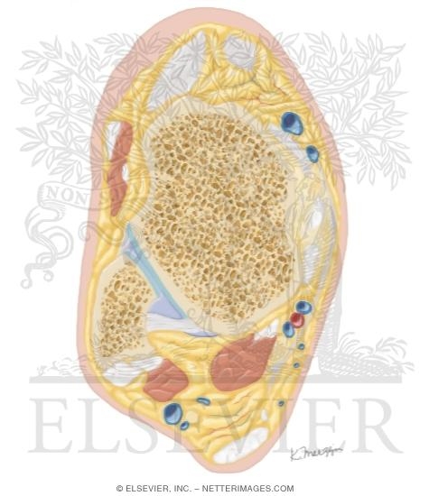 Watermarked preview of unlabeled image: Cross Section of the Ankle and Foot: Axial View