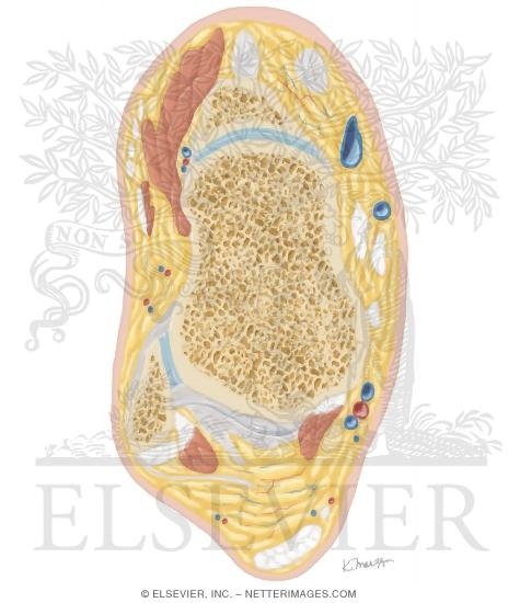 Watermarked preview of unlabeled image: Cross Section of the Ankle and Foot: Axial View