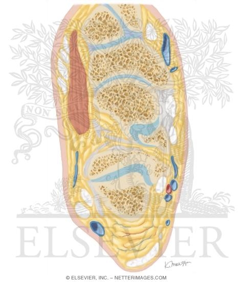 Watermarked preview of unlabeled image: Cross Section of the Ankle and Foot: Axial View