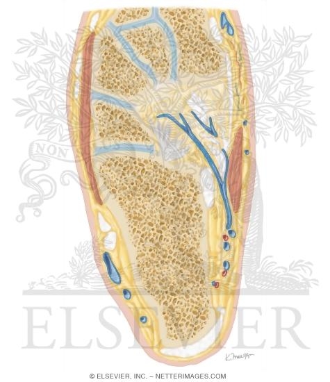 Watermarked preview of unlabeled image: Cross Section of the Ankle and Foot: Axial View