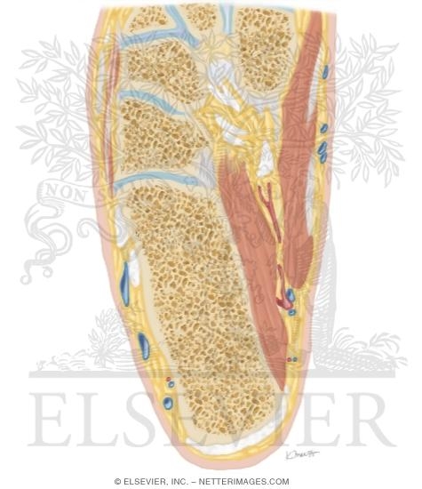 Watermarked preview of unlabeled image: Cross Section of the Ankle and Foot: Axial View