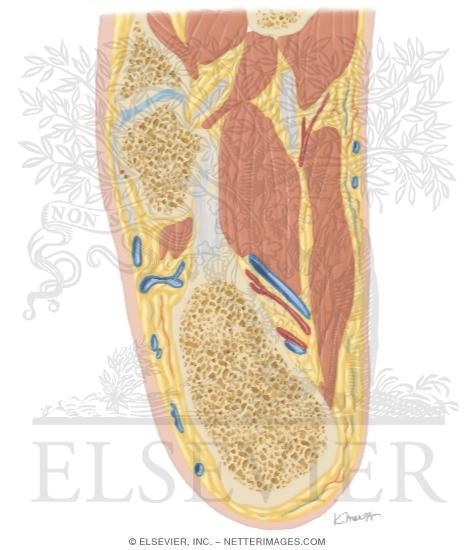 Watermarked preview of unlabeled image: Cross Section of the Ankle and Foot: Axial View