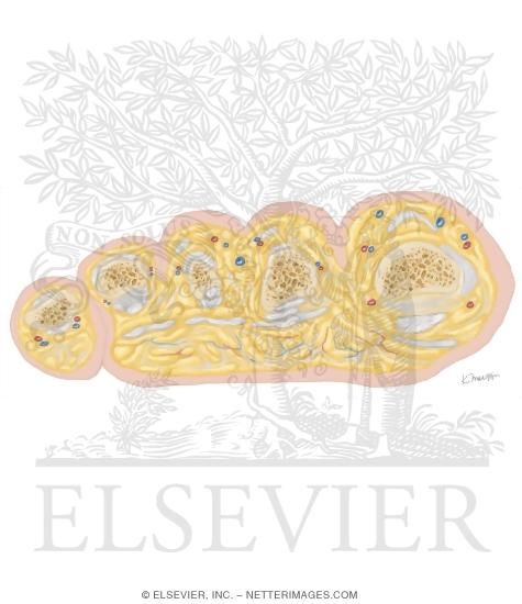Watermarked preview of unlabeled image: Cross Section of the Ankle and Foot: Coronal View