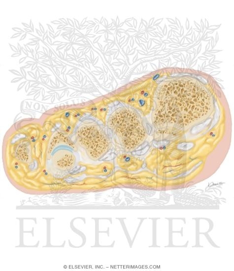 Watermarked preview of unlabeled image: Cross Section of the Ankle and Foot: Coronal View