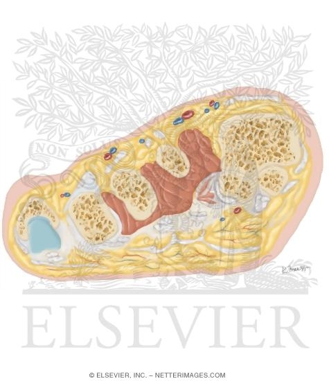 Watermarked preview of unlabeled image: Cross Section of the Ankle and Foot: Coronal View