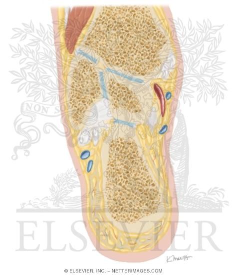 Watermarked preview of unlabeled image: Cross Section of the Ankle and Foot: Coronal View
