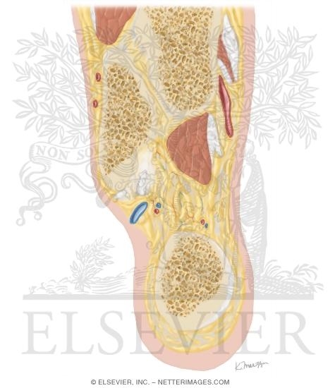 Watermarked preview of unlabeled image: Cross Section of the Ankle and Foot: Coronal View