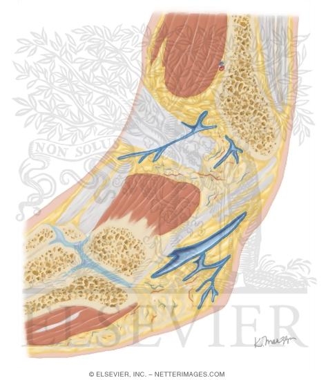 Watermarked preview of unlabeled image: Cross Section of the Ankle and Foot: Sagittal View