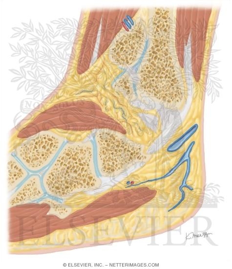 Watermarked preview of unlabeled image: Cross Section of the Ankle and Foot: Sagittal View