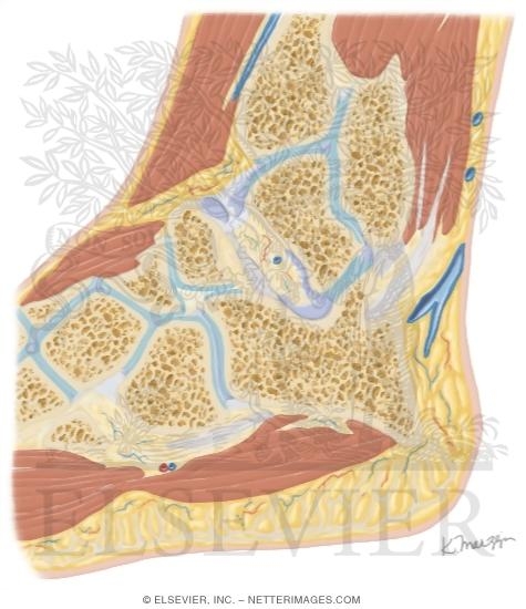 Watermarked preview of unlabeled image: Cross Section of the Ankle and Foot: Sagittal View