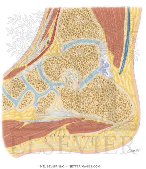 Watermarked preview of unlabeled image: Cross Section of the Ankle and Foot: Sagittal View