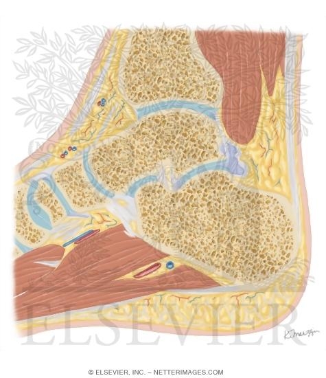 Watermarked preview of unlabeled image: Cross Section of the Ankle and Foot: Sagittal View