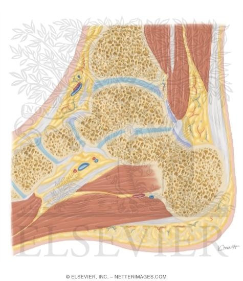 Watermarked preview of unlabeled image: Cross Section of the Ankle and Foot: Sagittal View