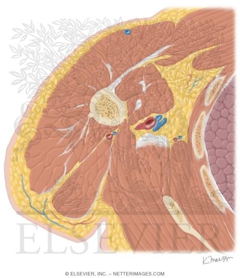 Watermarked preview of unlabeled image: Cross Section of the Arm: Axial View