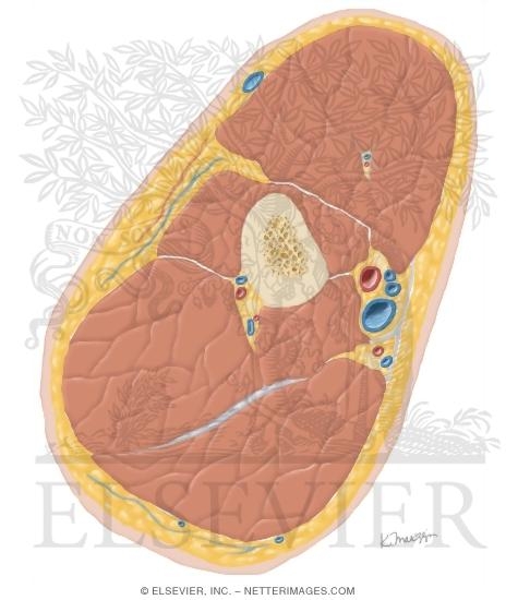 Watermarked preview of unlabeled image: Cross Section of the Arm: Axial View