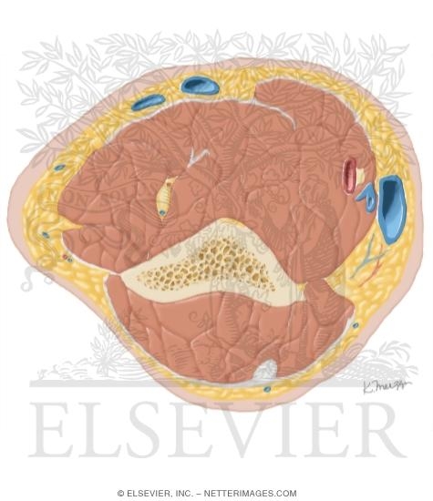 Cross Section of the Arm: Axial View