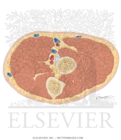 Cross Section of the Elbow: Axial View