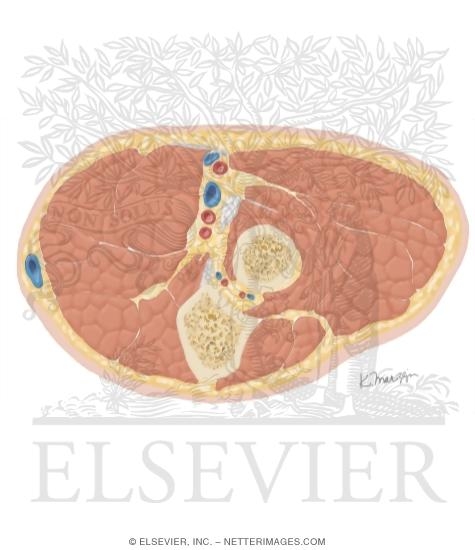 Cross Section of the Elbow: Axial View