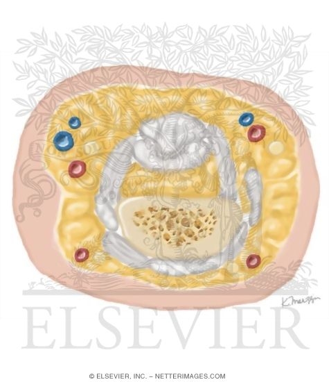 Watermarked preview of unlabeled image: Cross Section of the Hand: Axial View