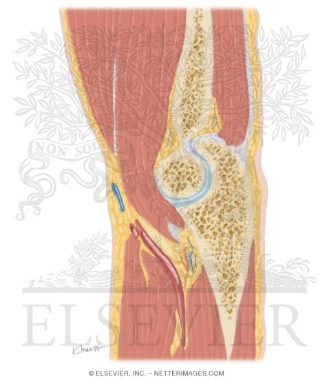 Watermarked preview of unlabeled image: Cross Section of the Elbow: Sagittal View
