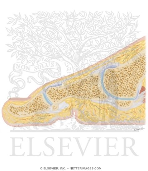 Watermarked preview of unlabeled image: Cross Section of the Plantar Plate: Sagittal View