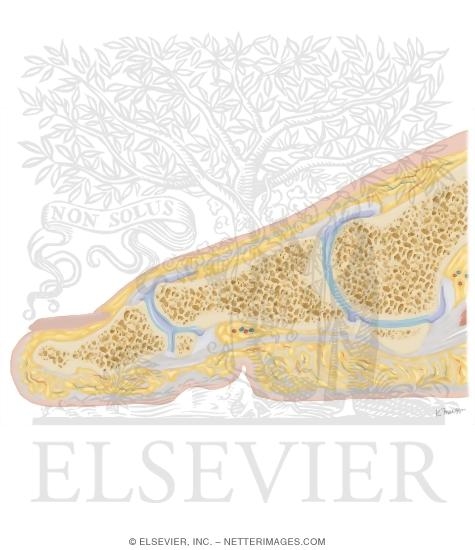 Watermarked preview of unlabeled image: Cross Section of the Plantar Plate: Sagittal View