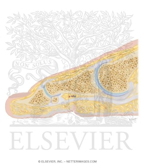 Watermarked preview of unlabeled image: Cross Section of the Plantar Plate: Sagittal View