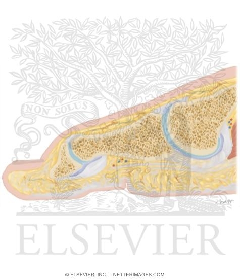 Watermarked preview of unlabeled image: Cross Section of the Plantar Plate: Sagittal View